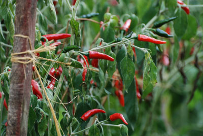 Peperoncini in de tuin van Americo Quattrociocchi