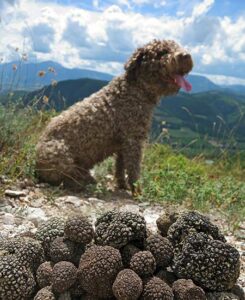 Een truffelhond met zijn kostbare prooi.