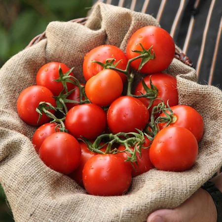 Lycopeen in tomaten